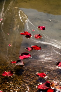 Rosenblätter auf Wasser | Bestattungsformen